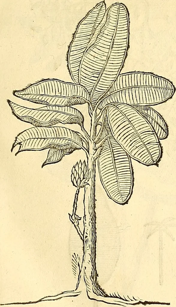 An illustration from Historia naturalis Brasiliae : auspicio et beneficio illustriss. I. Mauriti Com. Nassau illius provinciae et maris summi praefecti adornata : in qua non tantum plantae et animalia, sed et indigenarum morbi, ingenia et mores describuntur et iconibus supra quingentas illustrantur, 1648, leaf 92