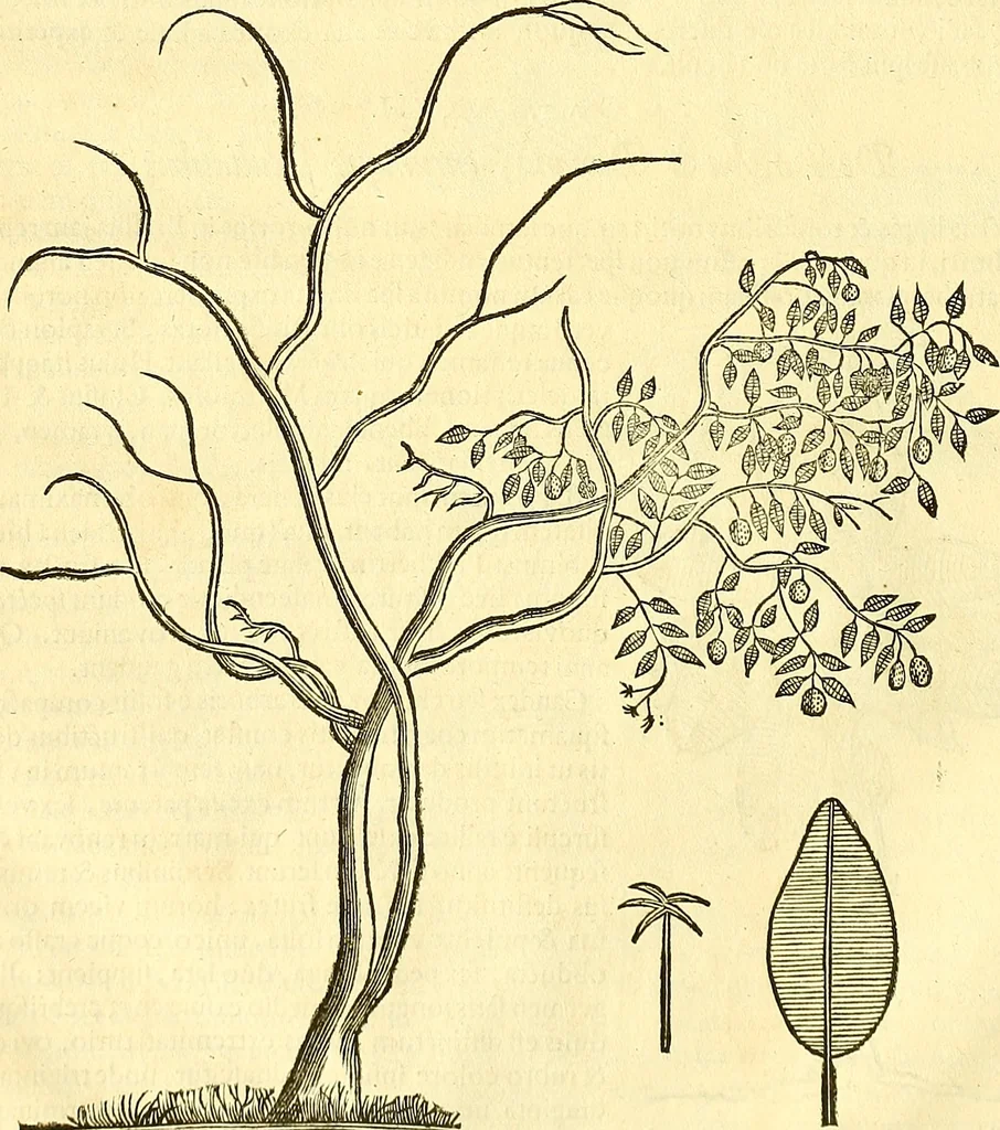 An illustration from Historia naturalis Brasiliae : auspicio et beneficio illustriss. I. Mauriti Com. Nassau illius provinciae et maris summi praefecti adornata : in qua non tantum plantae et animalia, sed et indigenarum morbi, ingenia et mores describuntur et iconibus supra quingentas illustrantur, 1648, leaf 93