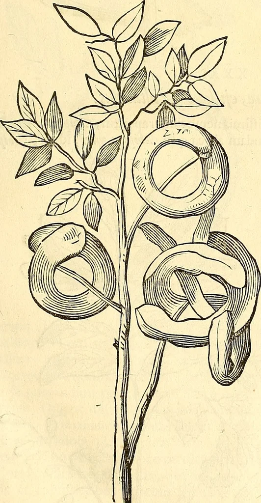 An illustration from Historia naturalis Brasiliae : auspicio et beneficio illustriss. I. Mauriti Com. Nassau illius provinciae et maris summi praefecti adornata : in qua non tantum plantae et animalia, sed et indigenarum morbi, ingenia et mores describuntur et iconibus supra quingentas illustrantur, 1648, leaf 94