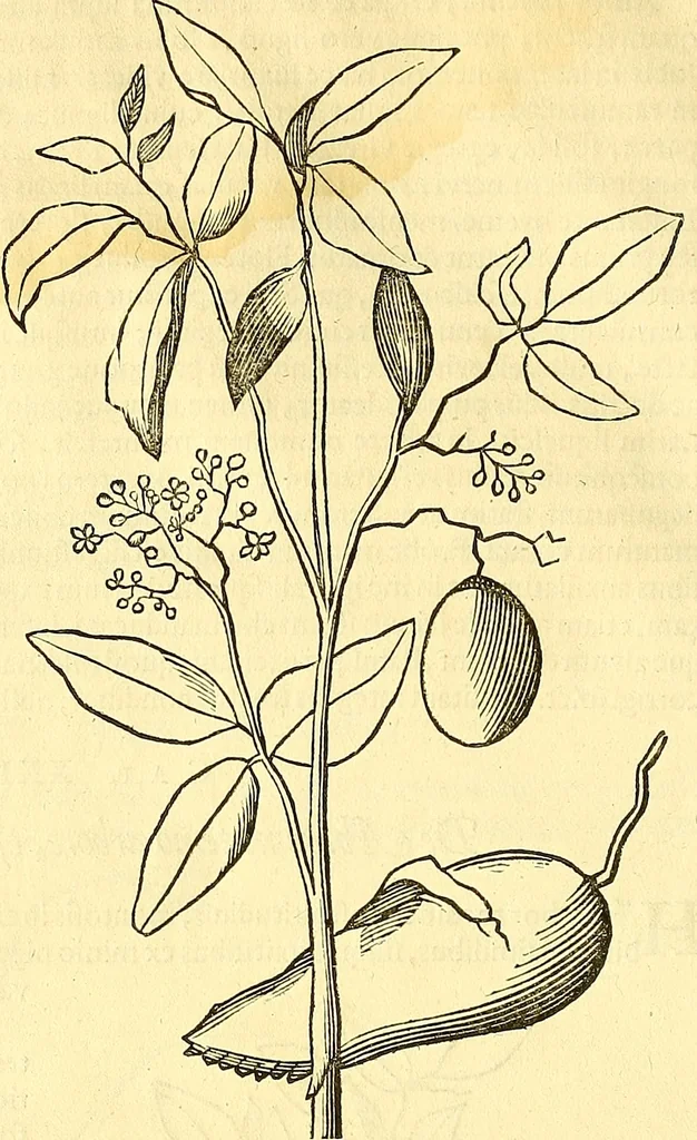 An illustration from Historia naturalis Brasiliae : auspicio et beneficio illustriss. I. Mauriti Com. Nassau illius provinciae et maris summi praefecti adornata : in qua non tantum plantae et animalia, sed et indigenarum morbi, ingenia et mores describuntur et iconibus supra quingentas illustrantur, 1648, leaf 95