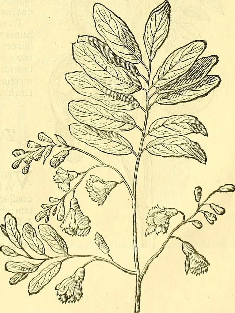 An illustration from Historia naturalis Brasiliae : auspicio et beneficio illustriss. I. Mauriti Com. Nassau illius provinciae et maris summi praefecti adornata : in qua non tantum plantae et animalia, sed et indigenarum morbi, ingenia et mores describuntur et iconibus supra quingentas illustrantur, 1648, leaf 95