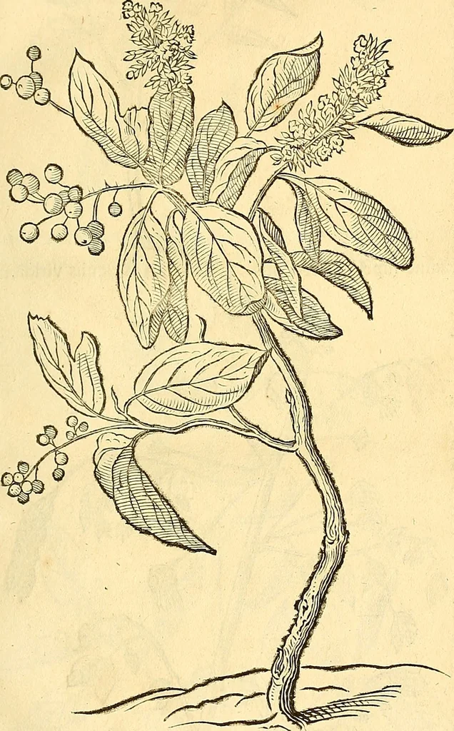 An illustration from Historia naturalis Brasiliae : auspicio et beneficio illustriss. I. Mauriti Com. Nassau illius provinciae et maris summi praefecti adornata : in qua non tantum plantae et animalia, sed et indigenarum morbi, ingenia et mores describuntur et iconibus supra quingentas illustrantur, 1648, leaf 96