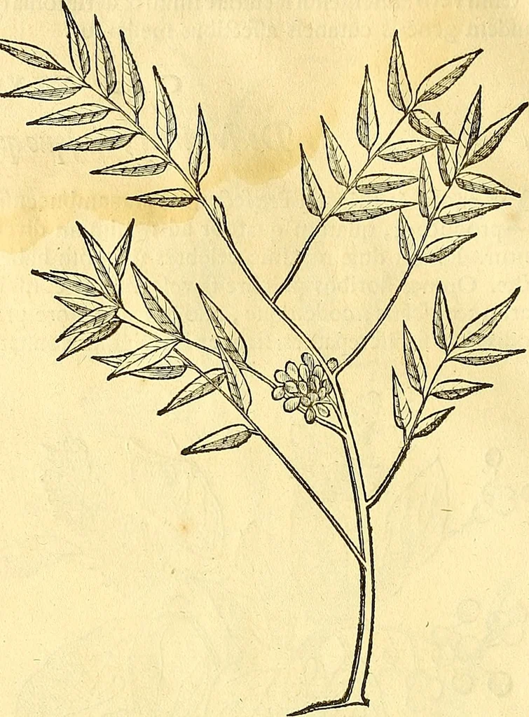 An illustration from Historia naturalis Brasiliae : auspicio et beneficio illustriss. I. Mauriti Com. Nassau illius provinciae et maris summi praefecti adornata : in qua non tantum plantae et animalia, sed et indigenarum morbi, ingenia et mores describuntur et iconibus supra quingentas illustrantur, 1648, leaf 97