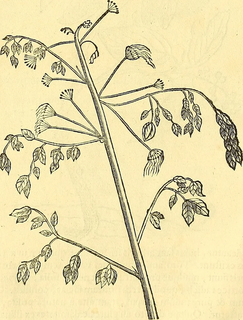 An illustration from Historia naturalis Brasiliae : auspicio et beneficio illustriss. I. Mauriti Com. Nassau illius provinciae et maris summi praefecti adornata : in qua non tantum plantae et animalia, sed et indigenarum morbi, ingenia et mores describuntur et iconibus supra quingentas illustrantur, 1648, leaf 97