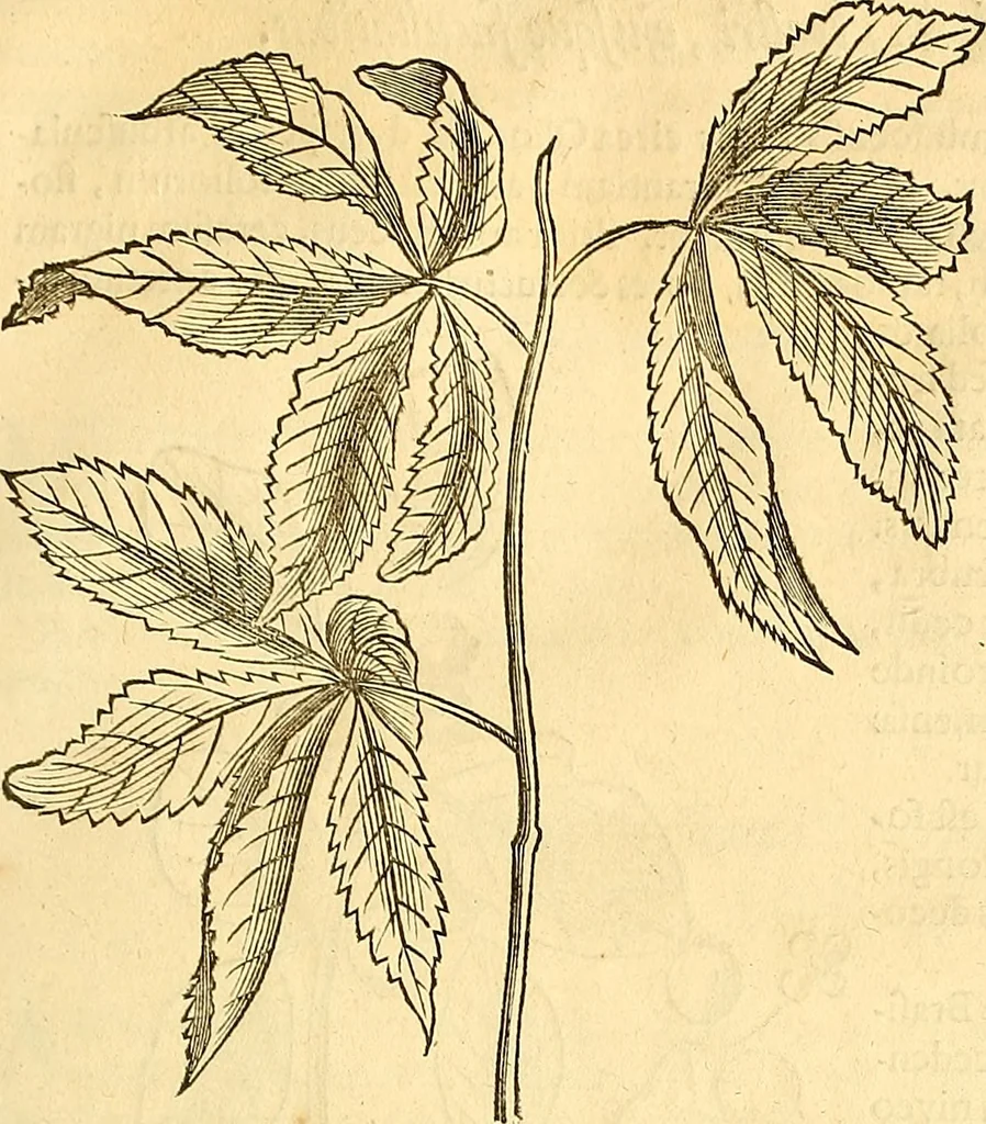 An illustration from Historia naturalis Brasiliae : auspicio et beneficio illustriss. I. Mauriti Com. Nassau illius provinciae et maris summi praefecti adornata : in qua non tantum plantae et animalia, sed et indigenarum morbi, ingenia et mores describuntur et iconibus supra quingentas illustrantur, 1648, leaf 98