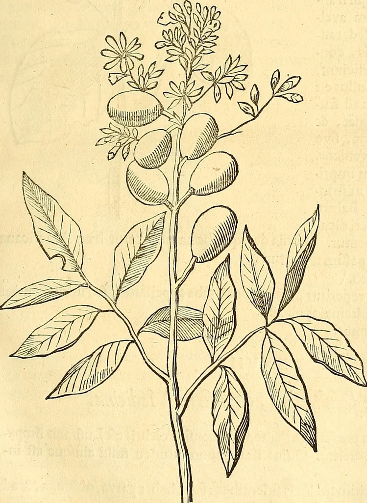 An illustration from Historia naturalis Brasiliae : auspicio et beneficio illustriss. I. Mauriti Com. Nassau illius provinciae et maris summi praefecti adornata : in qua non tantum plantae et animalia, sed et indigenarum morbi, ingenia et mores describuntur et iconibus supra quingentas illustrantur, 1648, leaf 98