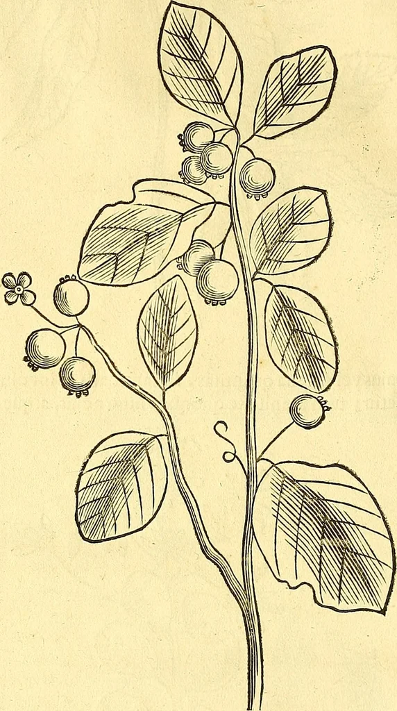 An illustration from Historia naturalis Brasiliae : auspicio et beneficio illustriss. I. Mauriti Com. Nassau illius provinciae et maris summi praefecti adornata : in qua non tantum plantae et animalia, sed et indigenarum morbi, ingenia et mores describuntur et iconibus supra quingentas illustrantur, 1648, leaf 99
