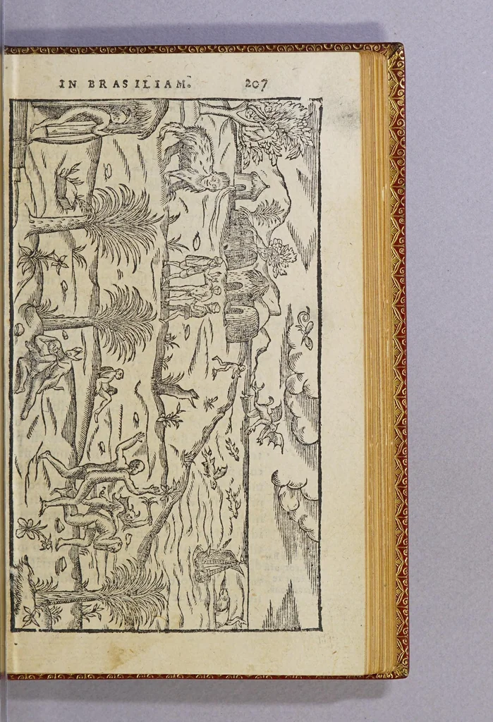 An illustration from Historia nauigationis in Brasiliam, quae et America dicitur. : Qua describitur autoris nauigatio, quaéque in mari vidit memoriae prodenda: Villagagnonis in America gesta: Brasiliensium victus & mores, à nostris admodum alieni, cum eorum linguae dialogo: animalia etiam, arbores, atque herbae, reliquáque singularia & nobis penitùs incognita., 1586, leaf 299