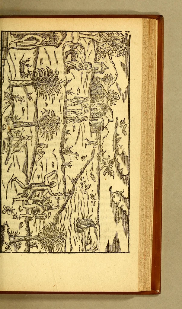 An illustration from Historia navigationis in Brasiliam quae et America dicitur. : Qua describitur authoris nauigatio, quaeque in mari vidit memoriae prodenda: Villagagnonis in America gesta: Brasiliensium victus & mores, à nostris admodum alieni, cum eorum linguae dialogo: animalia etiam, arbores, atque herbae reliquáque singularia & nobis penitus incognita., 1594, leaf 291