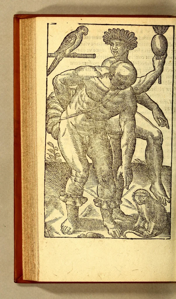 An illustration from Historia navigationis in Brasiliam quae et America dicitur. : Qua describitur authoris nauigatio, quaeque in mari vidit memoriae prodenda: Villagagnonis in America gesta: Brasiliensium victus & mores, à nostris admodum alieni, cum eorum linguae dialogo: animalia etiam, arbores, atque herbae reliquáque singularia & nobis penitus incognita., 1594, leaf 304