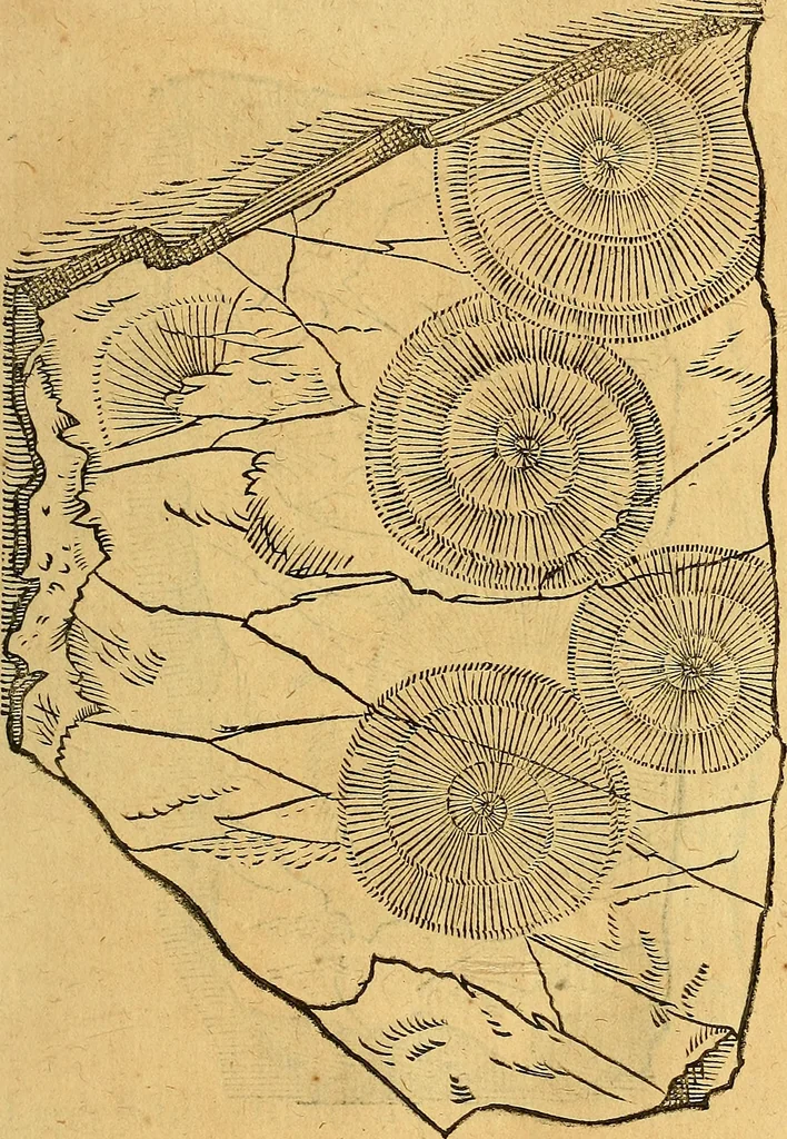 An illustration from Historia novi et admirabilis fontis balneique Bollensis in Ducatu Vvirtembergico ad acidulas Goepingenses ..., 1598, leaf 332