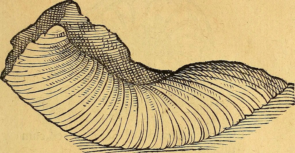 An illustration from Historia novi et admirabilis fontis balneique Bollensis in Ducatu Vvirtembergico ad acidulas Goepingenses ..., 1598, leaf 340