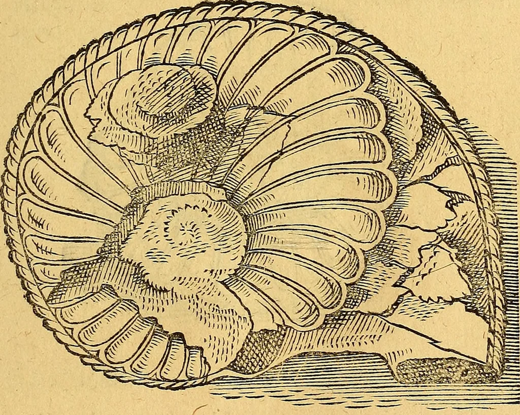 An illustration from Historia novi et admirabilis fontis balneique Bollensis in Ducatu Vvirtembergico ad acidulas Goepingenses ..., 1598, leaf 340