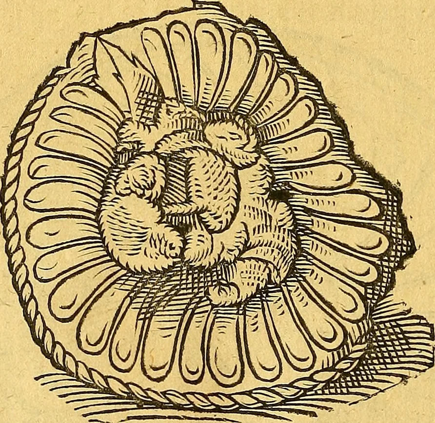 An illustration from Historia novi et admirabilis fontis balneique Bollensis in Ducatu Vvirtembergico ad acidulas Goepingenses ..., 1598, leaf 341