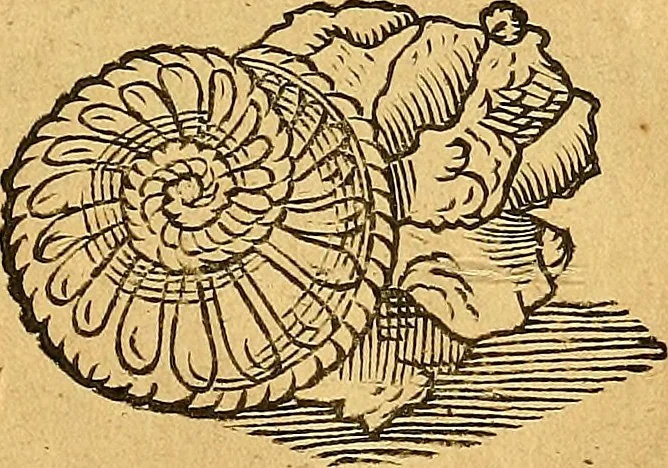 An illustration from Historia novi et admirabilis fontis balneique Bollensis in Ducatu Vvirtembergico ad acidulas Goepingenses ..., 1598, leaf 342