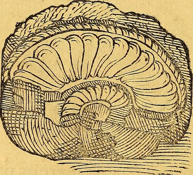 An illustration from Historia novi et admirabilis fontis balneique Bollensis in Ducatu Vvirtembergico ad acidulas Goepingenses ..., 1598, leaf 343