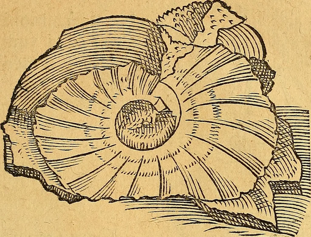 An illustration from Historia novi et admirabilis fontis balneique Bollensis in Ducatu Vvirtembergico ad acidulas Goepingenses ..., 1598, leaf 344