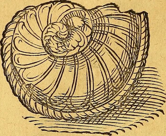 An illustration from Historia novi et admirabilis fontis balneique Bollensis in Ducatu Vvirtembergico ad acidulas Goepingenses ..., 1598, leaf 345