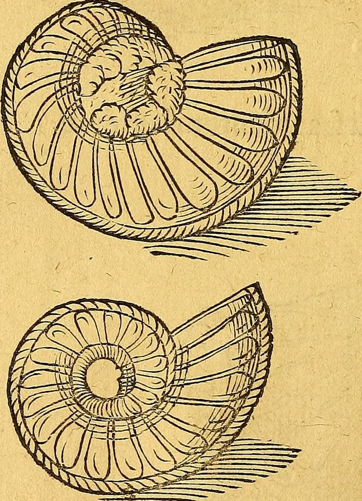 An illustration from Historia novi et admirabilis fontis balneique Bollensis in Ducatu Vvirtembergico ad acidulas Goepingenses ..., 1598, leaf 345