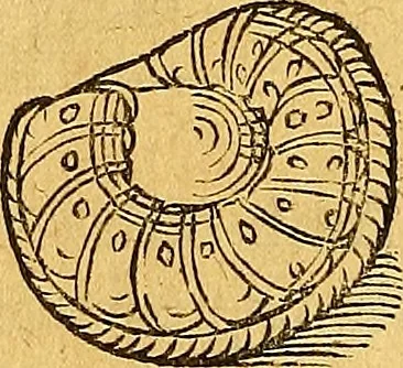 An illustration from Historia novi et admirabilis fontis balneique Bollensis in Ducatu Vvirtembergico ad acidulas Goepingenses ..., 1598, leaf 345