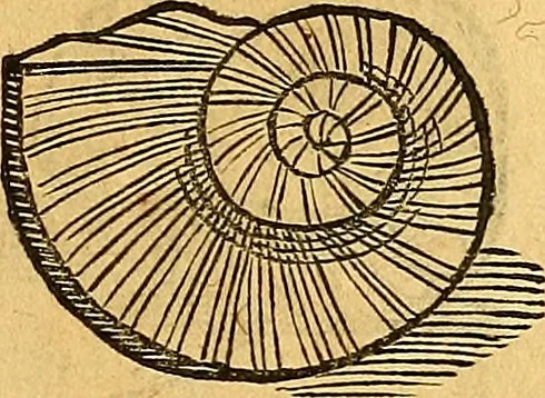An illustration from Historia novi et admirabilis fontis balneique Bollensis in Ducatu Vvirtembergico ad acidulas Goepingenses ..., 1598, leaf 346