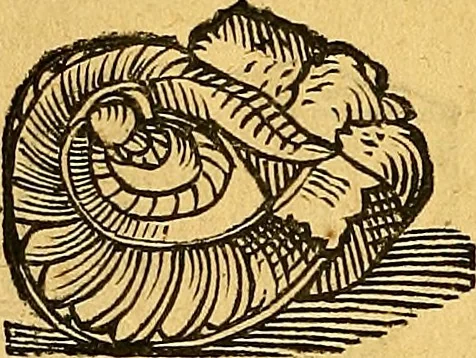 An illustration from Historia novi et admirabilis fontis balneique Bollensis in Ducatu Vvirtembergico ad acidulas Goepingenses ..., 1598, leaf 347