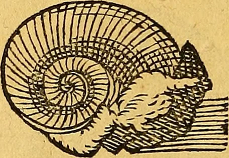 An illustration from Historia novi et admirabilis fontis balneique Bollensis in Ducatu Vvirtembergico ad acidulas Goepingenses ..., 1598, leaf 347