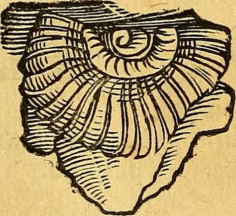 An illustration from Historia novi et admirabilis fontis balneique Bollensis in Ducatu Vvirtembergico ad acidulas Goepingenses ..., 1598, leaf 347