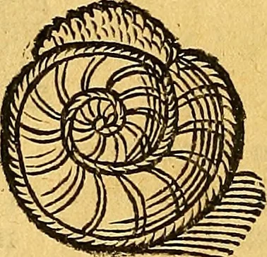 An illustration from Historia novi et admirabilis fontis balneique Bollensis in Ducatu Vvirtembergico ad acidulas Goepingenses ..., 1598, leaf 347