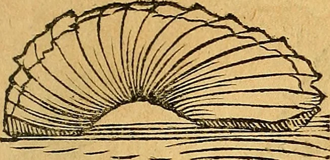 An illustration from Historia novi et admirabilis fontis balneique Bollensis in Ducatu Vvirtembergico ad acidulas Goepingenses ..., 1598, leaf 348