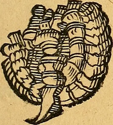An illustration from Historia novi et admirabilis fontis balneique Bollensis in Ducatu Vvirtembergico ad acidulas Goepingenses ..., 1598, leaf 348
