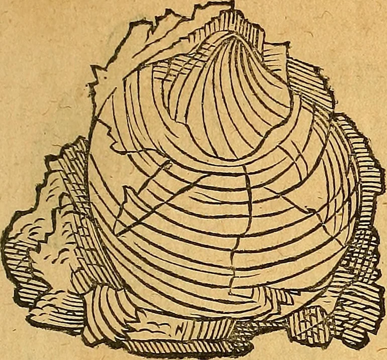 An illustration from Historia novi et admirabilis fontis balneique Bollensis in Ducatu Vvirtembergico ad acidulas Goepingenses ..., 1598, leaf 350