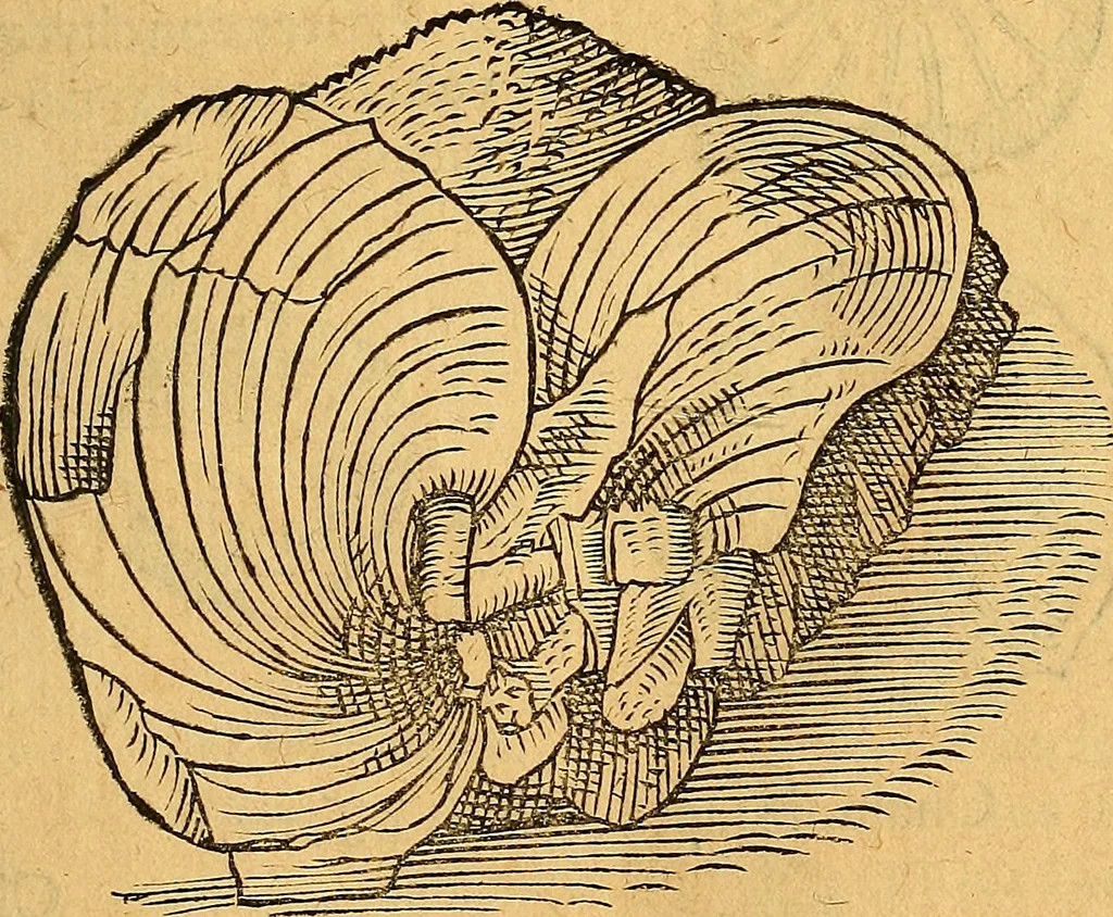 An illustration from Historia novi et admirabilis fontis balneique Bollensis in Ducatu Vvirtembergico ad acidulas Goepingenses ..., 1598, leaf 352