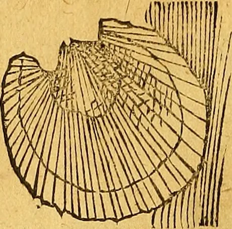 An illustration from Historia novi et admirabilis fontis balneique Bollensis in Ducatu Vvirtembergico ad acidulas Goepingenses ..., 1598, leaf 353