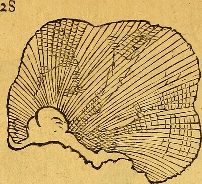 An illustration from Historia novi et admirabilis fontis balneique Bollensis in Ducatu Vvirtembergico ad acidulas Goepingenses ..., 1598, leaf 353
