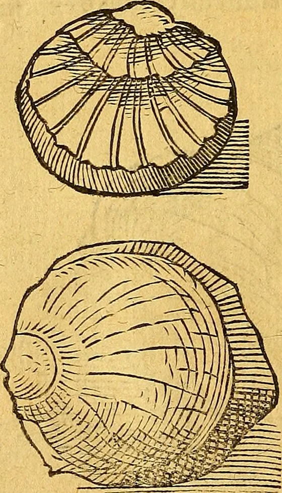 An illustration from Historia novi et admirabilis fontis balneique Bollensis in Ducatu Vvirtembergico ad acidulas Goepingenses ..., 1598, leaf 353