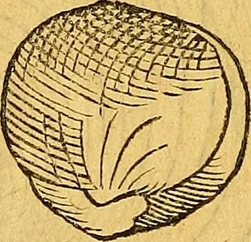An illustration from Historia novi et admirabilis fontis balneique Bollensis in Ducatu Vvirtembergico ad acidulas Goepingenses ..., 1598, leaf 353