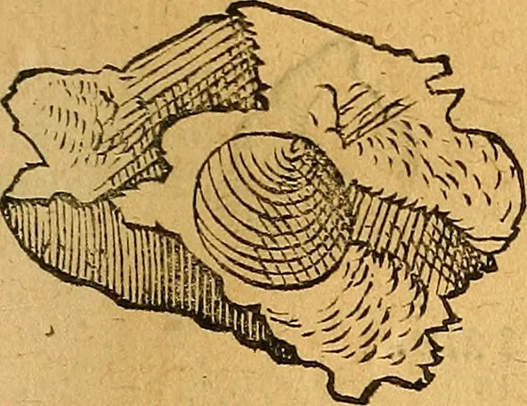 An illustration from Historia novi et admirabilis fontis balneique Bollensis in Ducatu Vvirtembergico ad acidulas Goepingenses ..., 1598, leaf 354