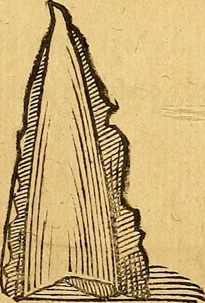 An illustration from Historia novi et admirabilis fontis balneique Bollensis in Ducatu Vvirtembergico ad acidulas Goepingenses ..., 1598, leaf 358