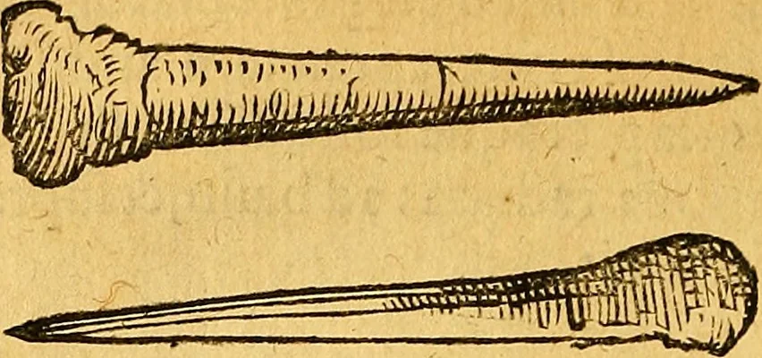 An illustration from Historia novi et admirabilis fontis balneique Bollensis in Ducatu Vvirtembergico ad acidulas Goepingenses ..., 1598, leaf 359