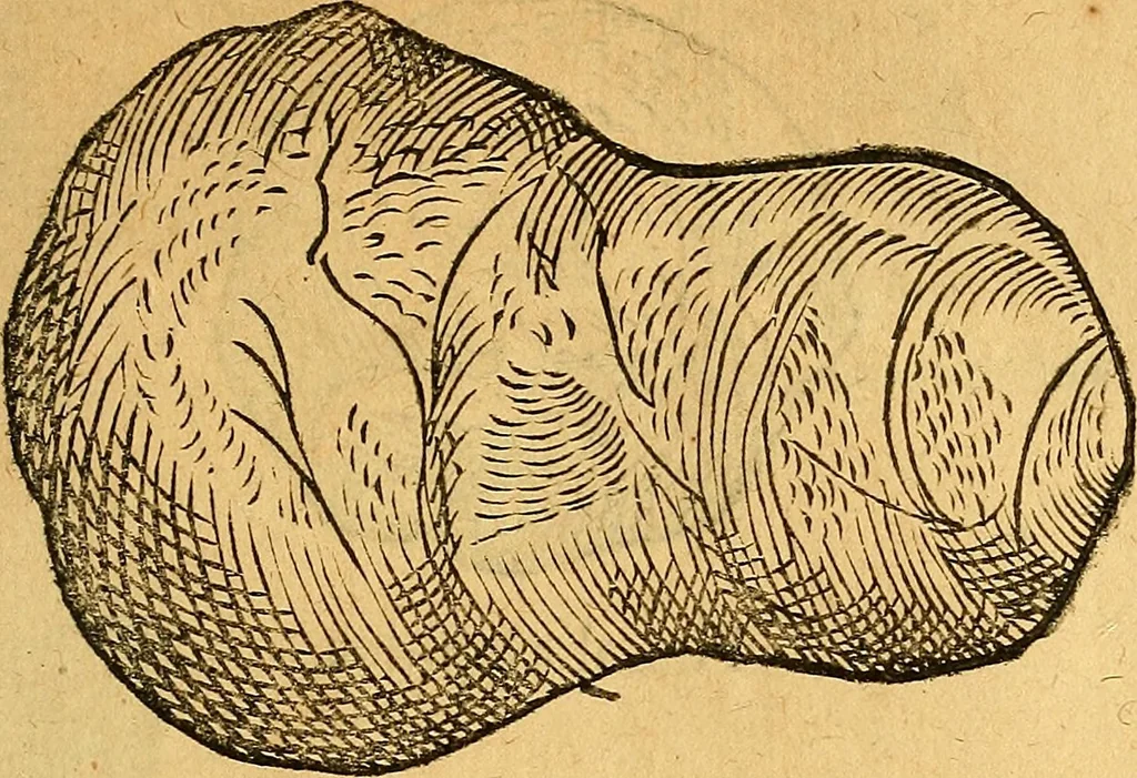 An illustration from Historia novi et admirabilis fontis balneique Bollensis in Ducatu Vvirtembergico ad acidulas Goepingenses ..., 1598, leaf 360