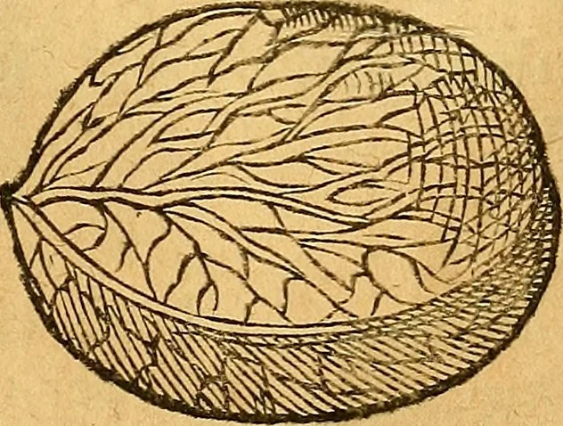 An illustration from Historia novi et admirabilis fontis balneique Bollensis in Ducatu Vvirtembergico ad acidulas Goepingenses ..., 1598, leaf 360