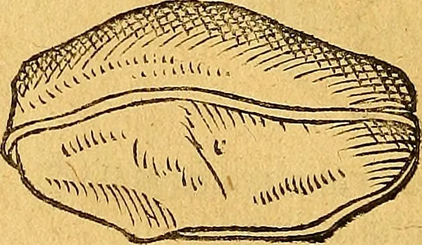 An illustration from Historia novi et admirabilis fontis balneique Bollensis in Ducatu Vvirtembergico ad acidulas Goepingenses ..., 1598, leaf 361
