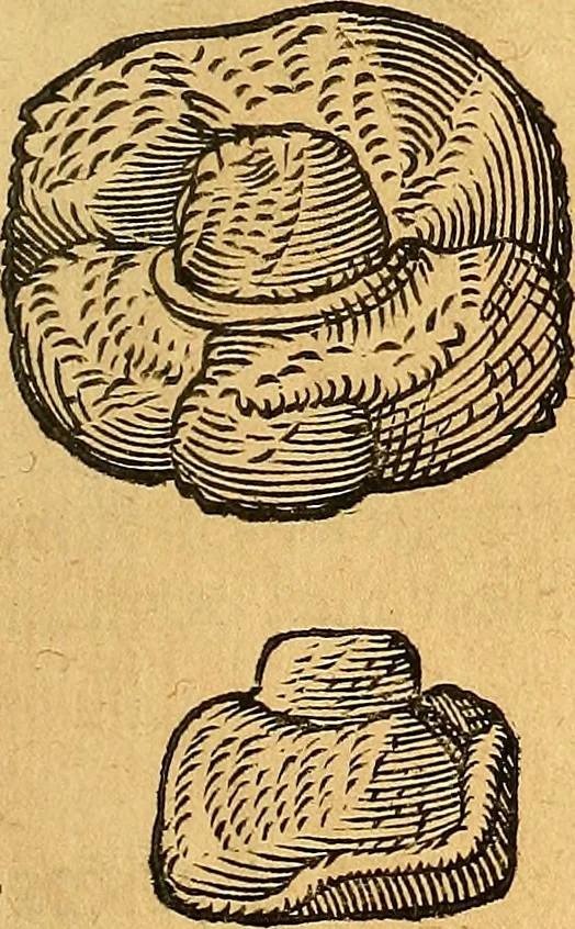 An illustration from Historia novi et admirabilis fontis balneique Bollensis in Ducatu Vvirtembergico ad acidulas Goepingenses ..., 1598, leaf 362