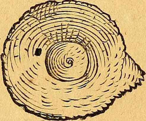 An illustration from Historia novi et admirabilis fontis balneique Bollensis in Ducatu Vvirtembergico ad acidulas Goepingenses ..., 1598, leaf 363