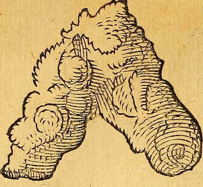 An illustration from Historia novi et admirabilis fontis balneique Bollensis in Ducatu Vvirtembergico ad acidulas Goepingenses ..., 1598, leaf 365