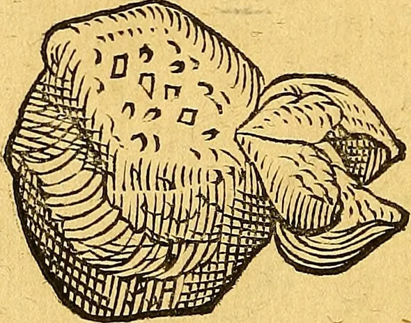 An illustration from Historia novi et admirabilis fontis balneique Bollensis in Ducatu Vvirtembergico ad acidulas Goepingenses ..., 1598, leaf 365