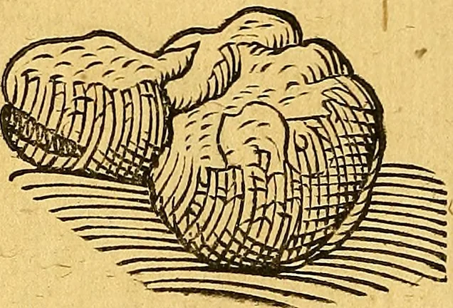 An illustration from Historia novi et admirabilis fontis balneique Bollensis in Ducatu Vvirtembergico ad acidulas Goepingenses ..., 1598, leaf 365