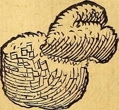 An illustration from Historia novi et admirabilis fontis balneique Bollensis in Ducatu Vvirtembergico ad acidulas Goepingenses ..., 1598, leaf 365