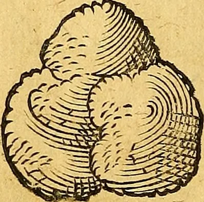 An illustration from Historia novi et admirabilis fontis balneique Bollensis in Ducatu Vvirtembergico ad acidulas Goepingenses ..., 1598, leaf 365
